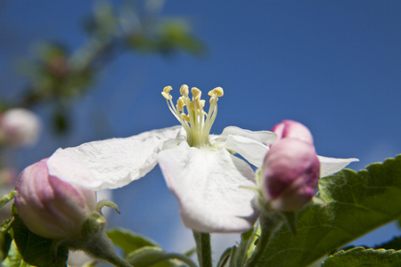flowers of an apple tree against a blue skyの写真素材