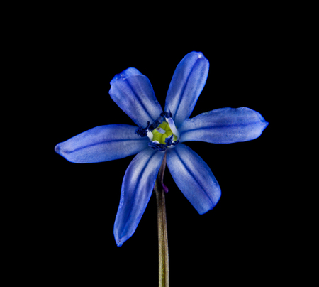blue snowdrops isolated on a black backgroundの写真素材