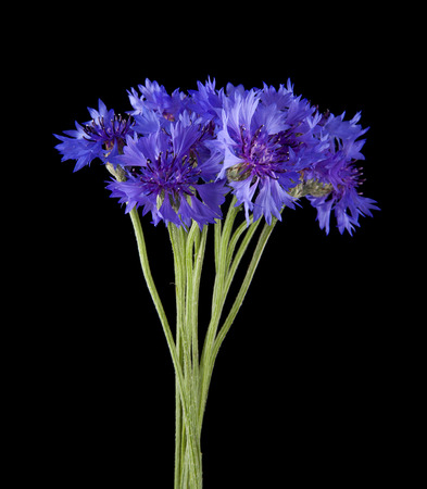 blue flowers of Centaurea isolated on a black backgroundの写真素材
