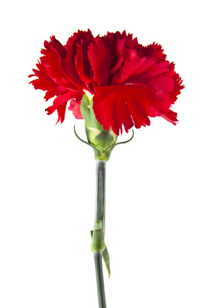 red carnation flowers isolated on white backgroundの写真素材