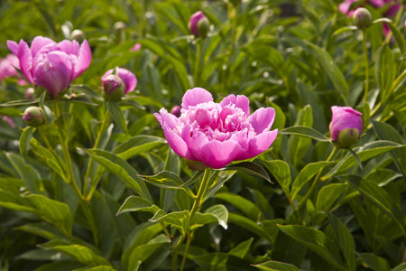 peony flowers in the gardenの写真素材