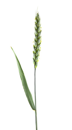 green spikelets of wheat isolated on white backgroundの写真素材