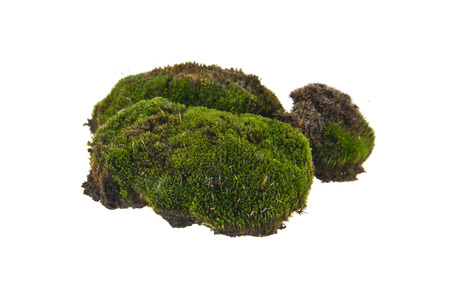 green moss isolated on white backgroundの写真素材