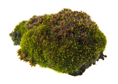 green moss isolated on white backgroundの写真素材