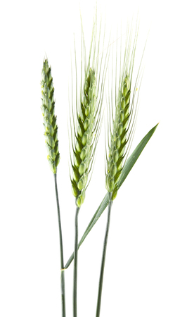 spike of green wheat isolated on white backgroundの写真素材