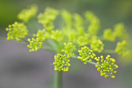 fennel in a garden with a defocused background