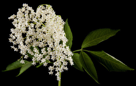 elderberry flowers isolated on a black background