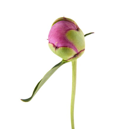 Peony flowers isolated on white backgroundの写真素材