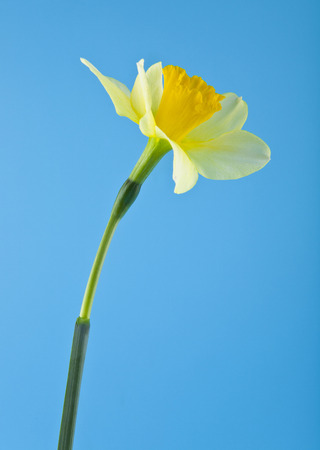 yellow daffodils on a blue backgroundの写真素材