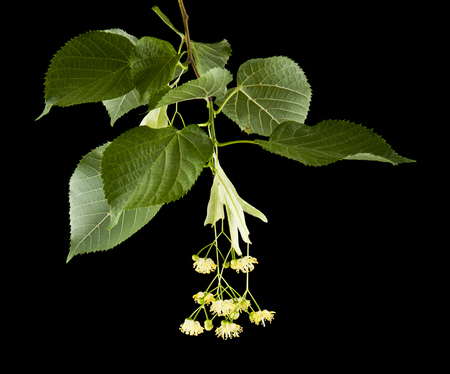 linden flowers isolated on a black background. As an element of packaging designの写真素材
