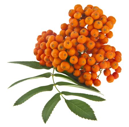 mountain ash isolated on white backgroundの写真素材