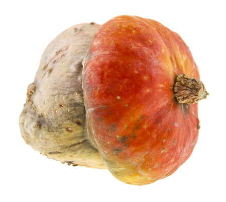 pumpkin isolated on white background. As an element of packaging designの写真素材