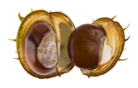 chestnuts isolated on white backgroundの写真素材