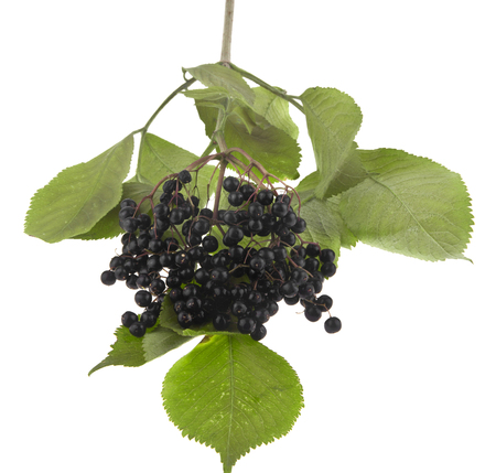 elderberry berries isolated on white backgroundの写真素材