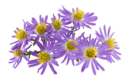 alpine aster isolated on white backgroundの写真素材