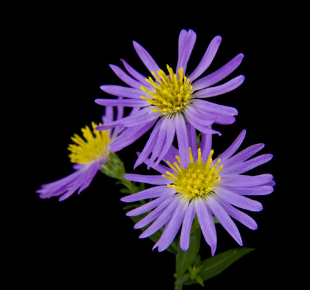 alpine aster isolated on black backgroundの写真素材