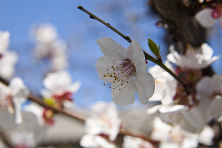 blossoming tree with apricots on blue sky backgroundの写真素材