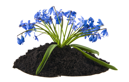 blue snowdrop flowers in the ground isolated on white backgroundの写真素材