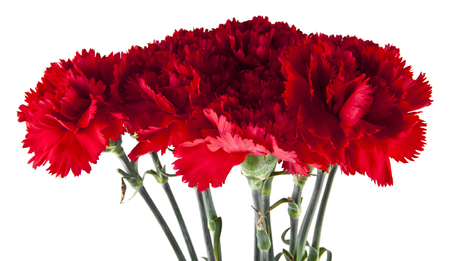 red carnations isolated on white backgroundの写真素材
