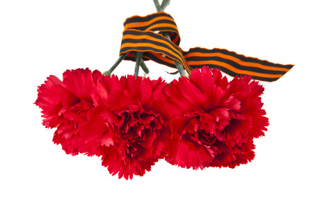 red carnations with ribbon isolated on white backgroundの写真素材