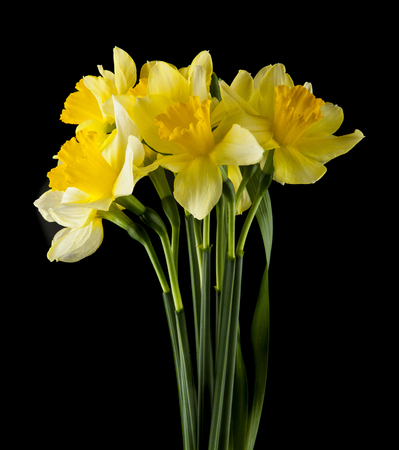 daffodil flowers isolated on a black backgroundの写真素材