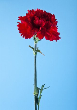 red carnation flowers on a blue backgroundの写真素材