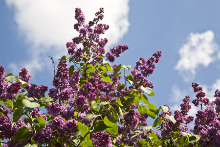 lilac flowers on blue sky backgroundの写真素材
