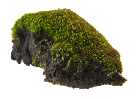 moss isolated on white backgroundの写真素材