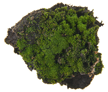 moss isolated on white backgroundの写真素材