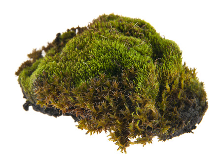 moss isolated on white backgroundの写真素材