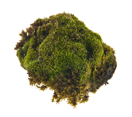 moss isolated on white backgroundの写真素材