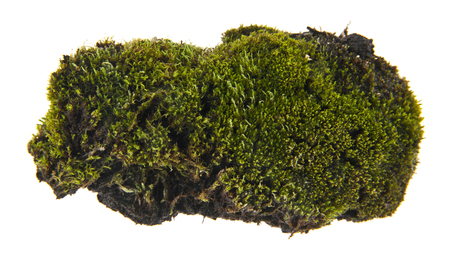 moss isolated on white backgroundの写真素材