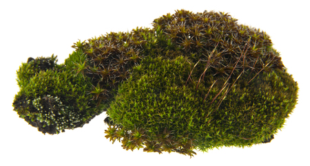 moss isolated on white backgroundの写真素材