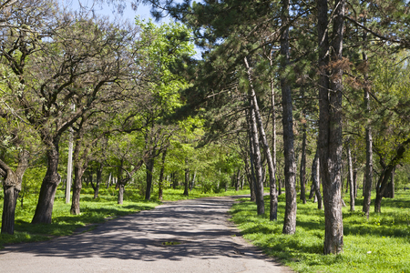 view of summer park with asvalitated roadの写真素材