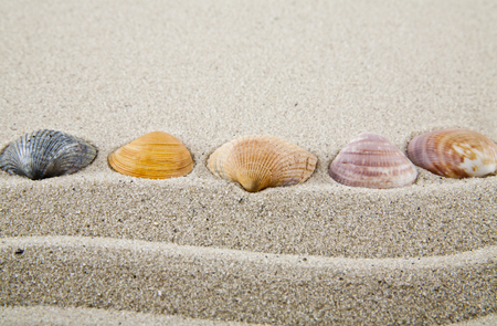 Seashells on sand for relaxation as backgroundの写真素材