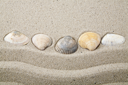 Seashells on sand for relaxation as backgroundの写真素材