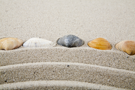 Seashells on sand for relaxation as backgroundの写真素材