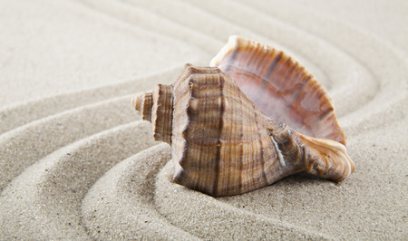 Seashells on sand for relaxation as backgroundの写真素材