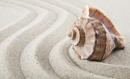 Seashells on sand for relaxation as backgroundの写真素材
