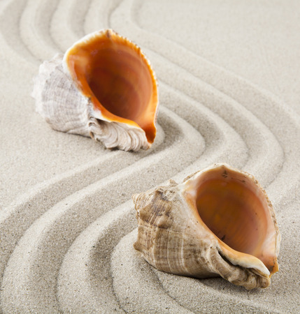 Seashells on sand for relaxation as backgroundの写真素材
