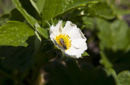 Strawberry flowers in the gardenの写真素材