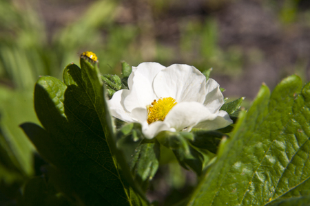 Strawberry flowers in the gardenの写真素材