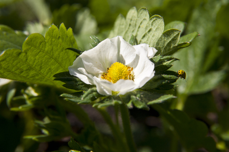 Strawberry flowers in the gardenの写真素材