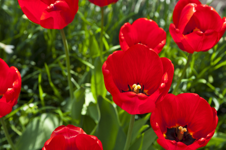 Closeup photo of red tulip core, abstract floral backgroundの写真素材