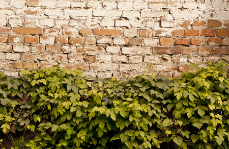 old scratch wall with grape leaves as backgroundの写真素材