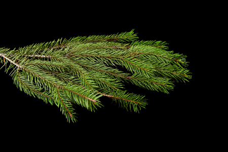 branch of a tree on a black backgroundの写真素材