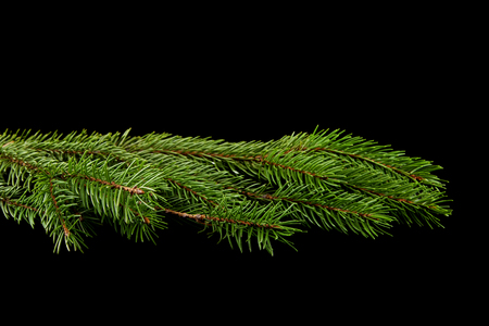 branch of a tree on a black backgroundの写真素材