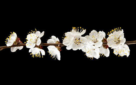 spring flowers apricots on a black backgroundの写真素材