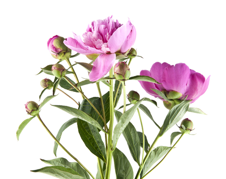 Peony flowers isolated on white backgroundの写真素材