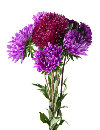 aster flowers isolated on white backgroundの写真素材